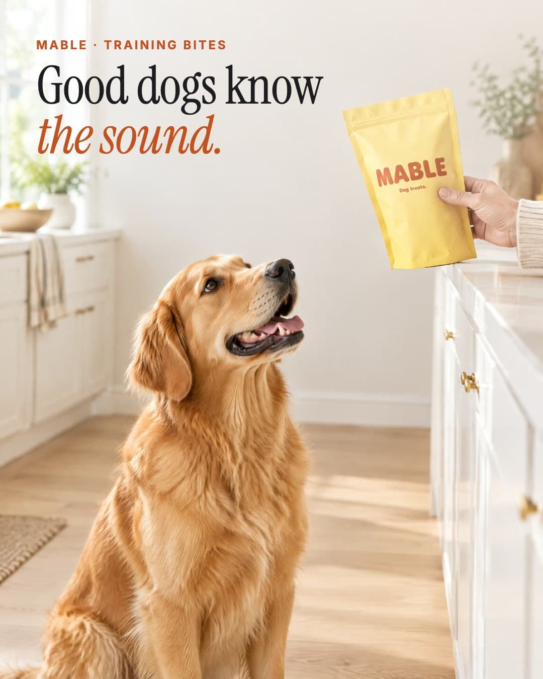AI-generated studio demo ad for the fictional dog treat brand MABLE: a golden retriever looks up at the yellow MABLE pouch in a bright kitchen