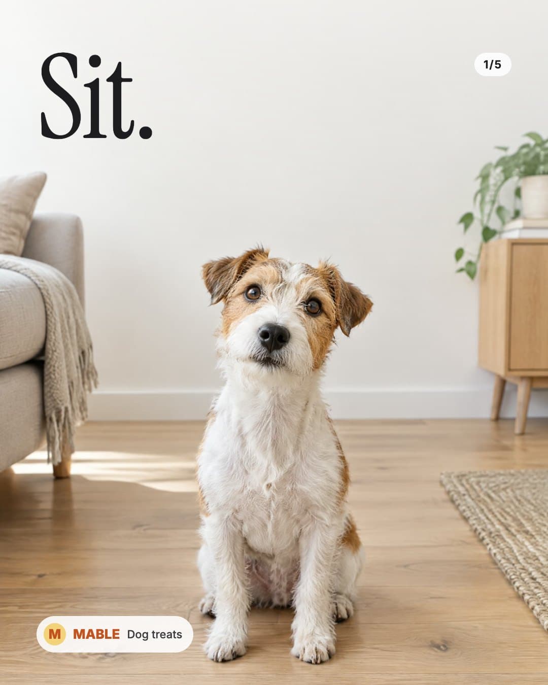 Karruselkort 1: en jack russell terrier sidder, overskrift Sit.