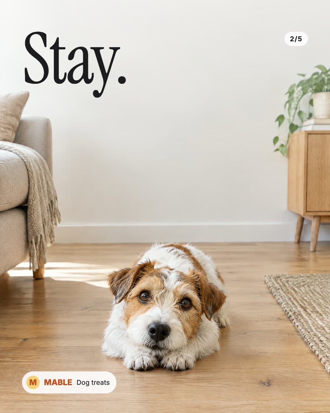 Karruselkort 2: terrieren ligger ned og venter, overskrift Stay.