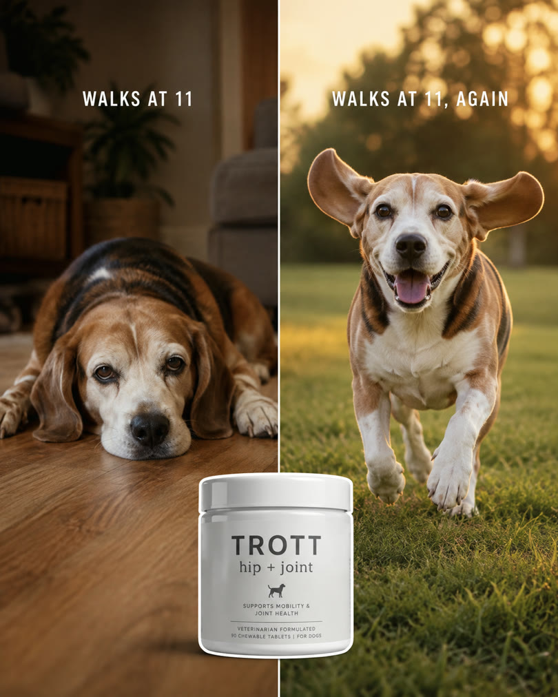 AI-generated spec ad for a fictional pet supplement: senior beagle resting, then trotting again